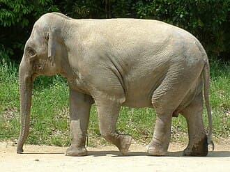 Asian elephant